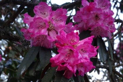 Rhododendron flowers at high altitude